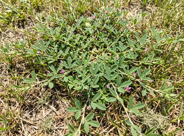Common Lespedeza growing in a lawn