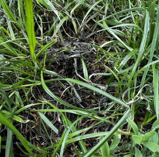 Common Ragweed after Salacia treatment