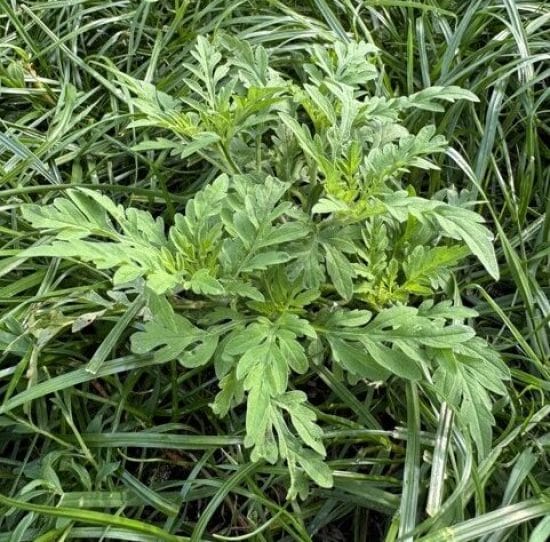 Common Ragweed before treatment