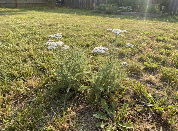 Common Yarrow growing in a lawn