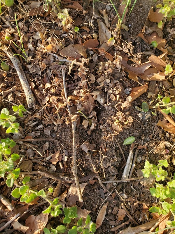 Corn Speedwell after Salacia treatment