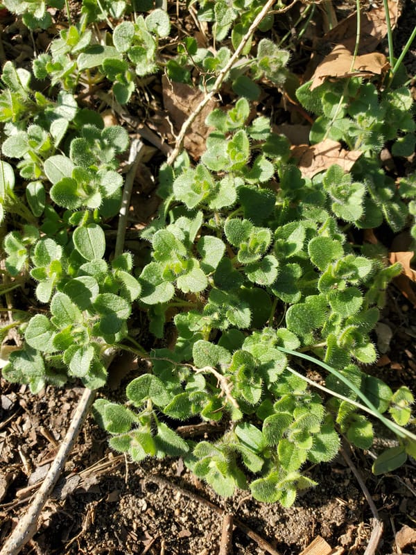 Corn Speedwell before treatment