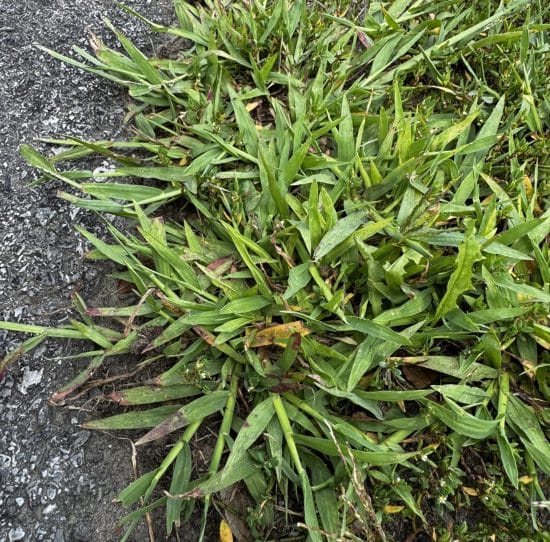 Crabgrass before treatment