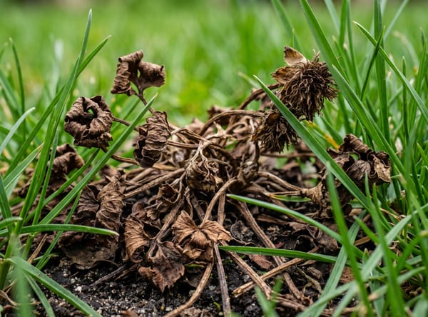 Creeping Buttercup after Salacia treatment