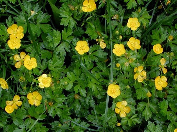 Creeping Buttercup