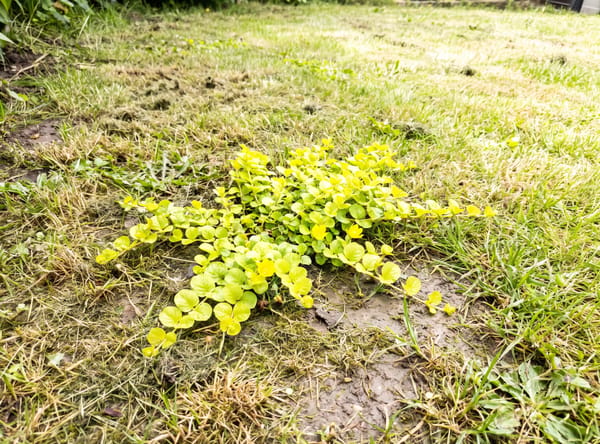 Creeping Jenny growing in a lawn