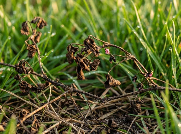 Creeping Tick Trefoil after Salacia treatment