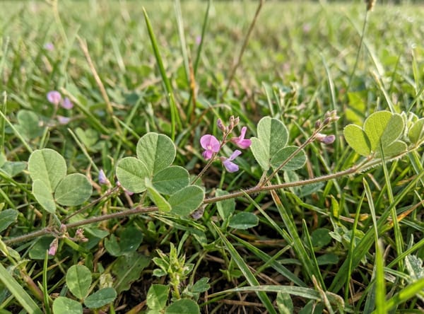 Creeping Tick Trefoil before treatment