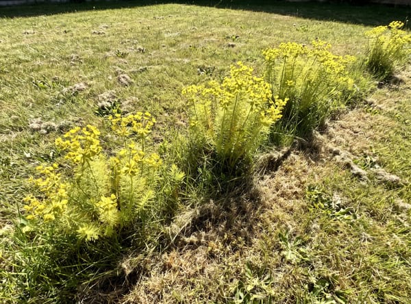 Cypress Spurge growing in a lawn