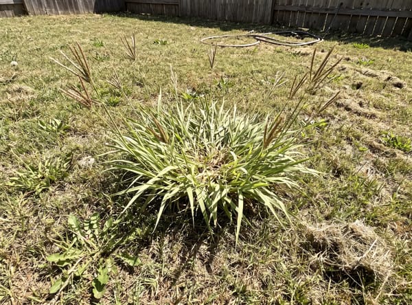 Dallisgrass growing in a lawn