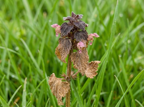 Purple Dead Nettle after Salacia treatment
