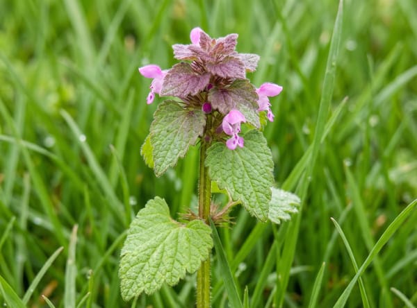 Purple Dead Nettle before treatment