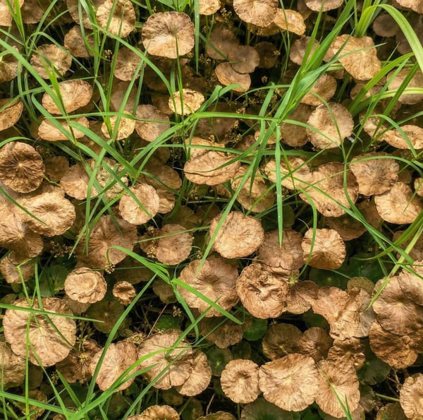 Pennywort after Salacia treatment