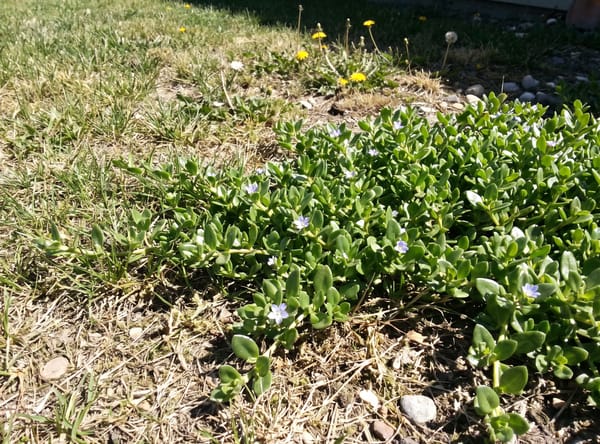 Doveweed growing in a lawn