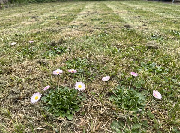 English Daisy growing in a lawn