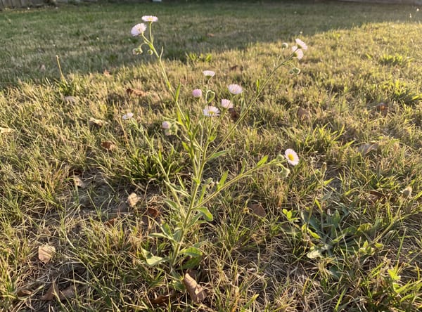 Fleabane growing in a lawn