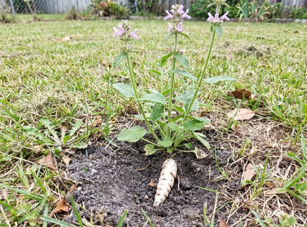 Florida Betony growing in a lawn