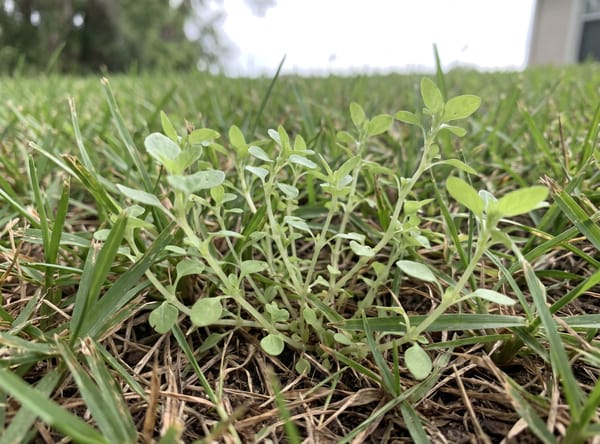 Florida Pellitory growing in a lawn