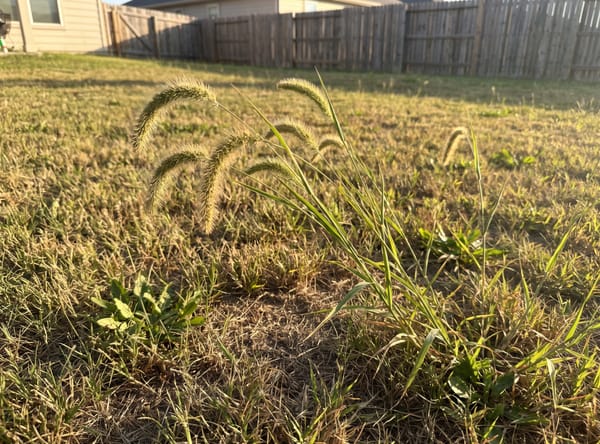 Foxtail growing in a lawn