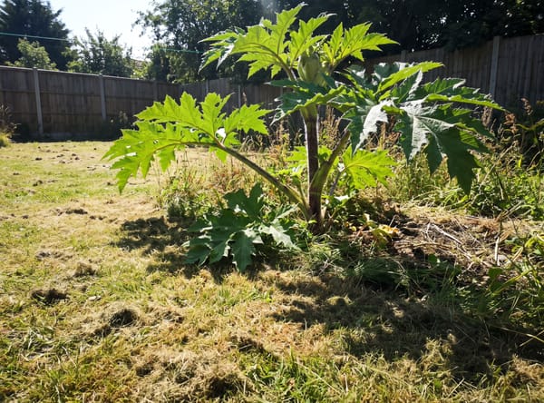 Giant Hogweed growing in a lawn
