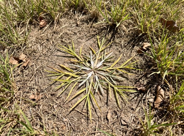 Goosegrass growing in a lawn