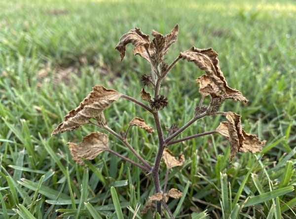 Hairy Crabweed after Salacia treatment