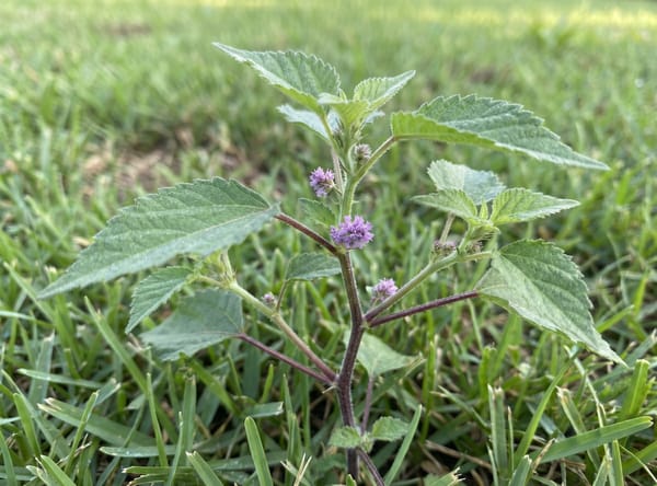 Hairy Crabweed before treatment