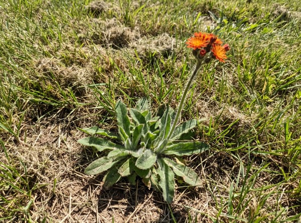 Hawkweed growing in a lawn