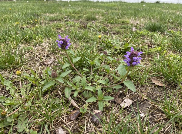 Heal-all growing in a lawn