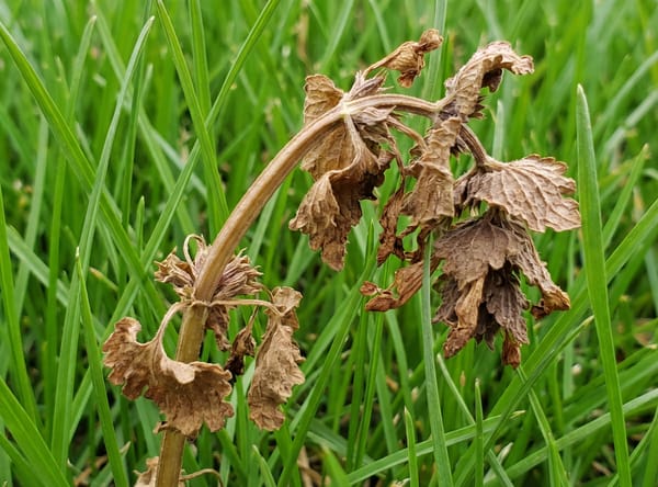 Henbit after Salacia treatment
