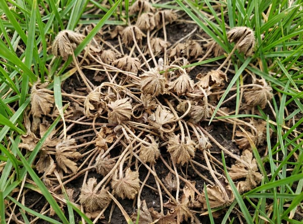 Hoary Bowlesia after Salacia treatment