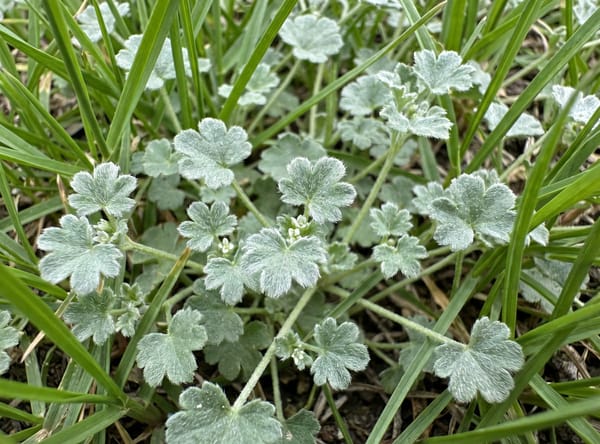 Hoary Bowlesia before treatment