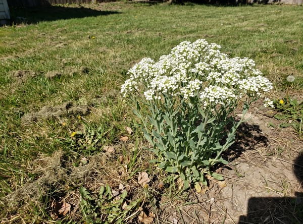 Hoary Cress growing in a lawn