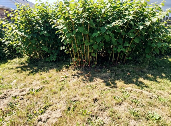 Japanese Knotweed growing in a lawn