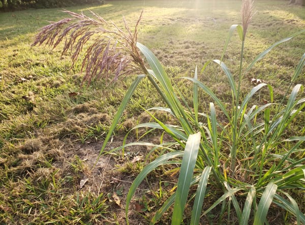 Johnson Grass growing in a lawn