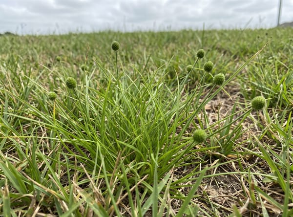 Kyllinga growing in a lawn