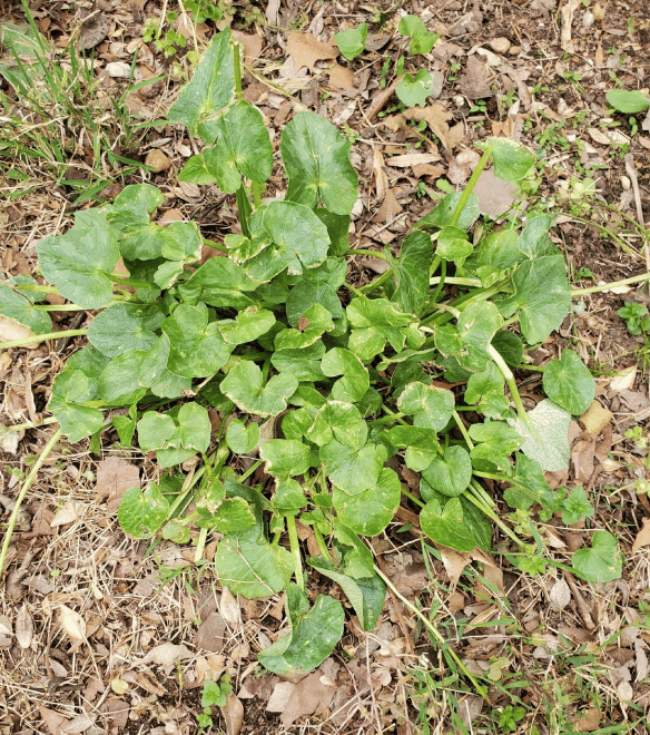 Fig Buttercup before treatment
