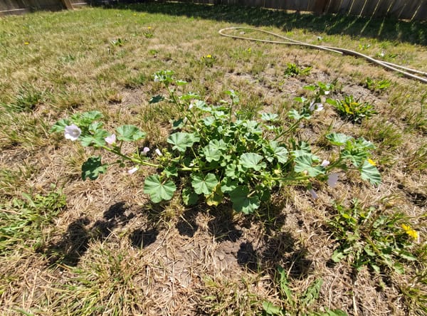 Mallow growing in a lawn