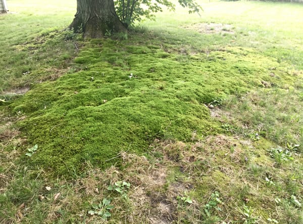 Moss growing in a lawn