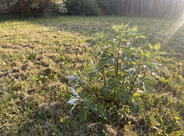 Mugwort growing in a lawn