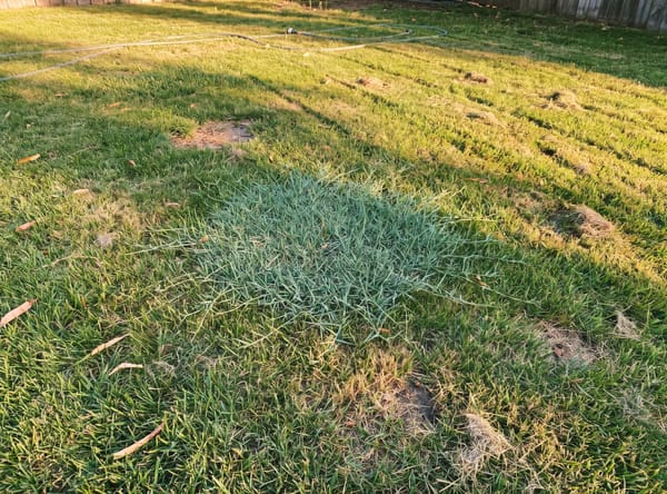 Nimblewill growing in a lawn