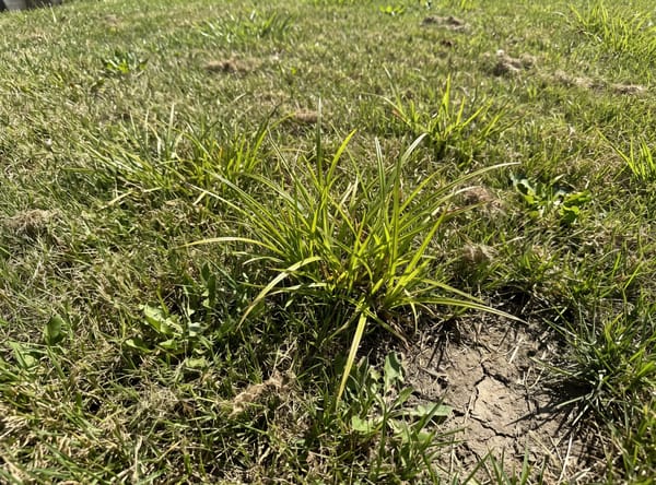 Nutsedge growing in a lawn