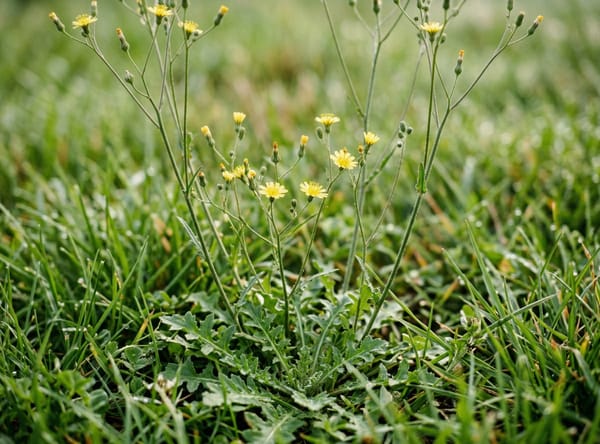 Oriental False Hawksbeard before treatment