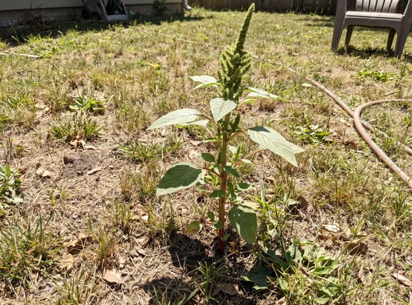 Pigweed growing in a lawn