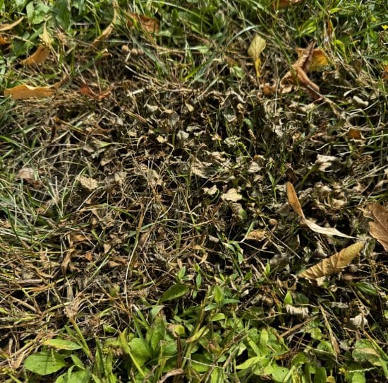 Broadleaf Plantain after Salacia treatment