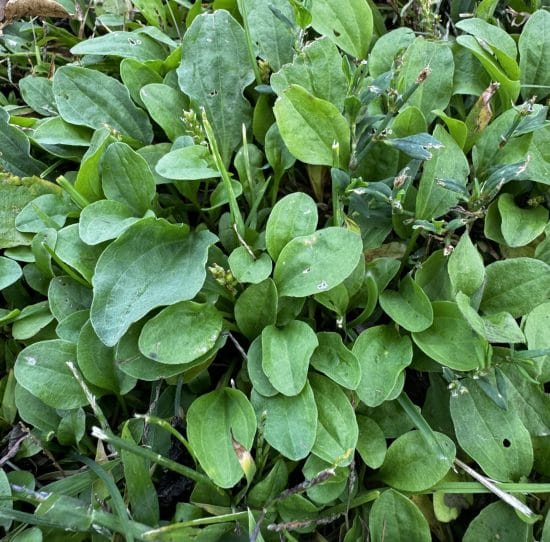 Broadleaf Plantain before treatment