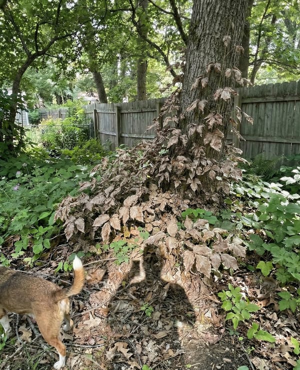 Poison Ivy after Salacia treatment