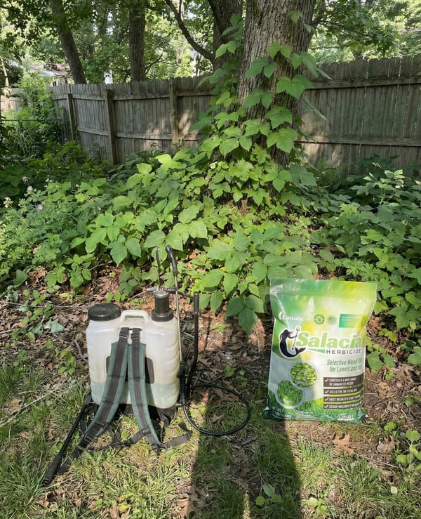 Poison Ivy before treatment