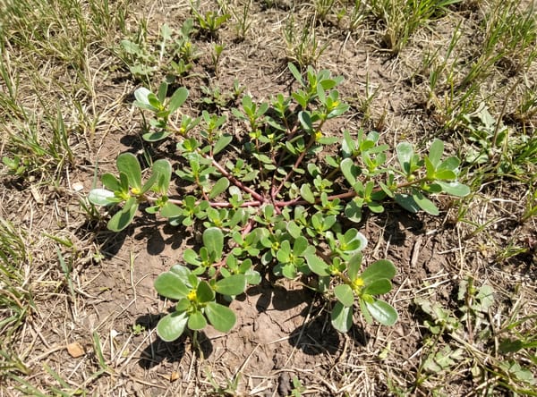 Purslane growing in a lawn