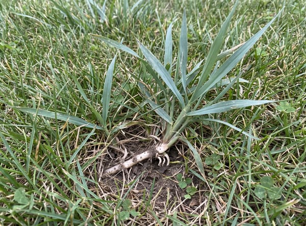 Quackgrass growing in a lawn